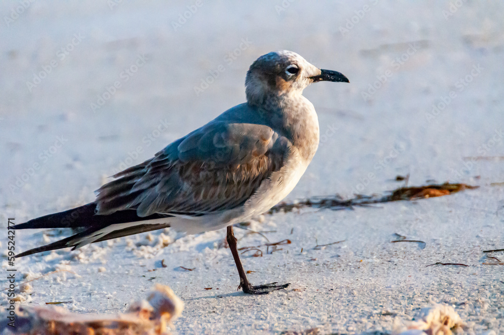 Seagull bird resting on a sandy beach in the Gulf of Mexico, Florida Seagull bird resting on a sandy beach in the Gulf of Mexico, Florida