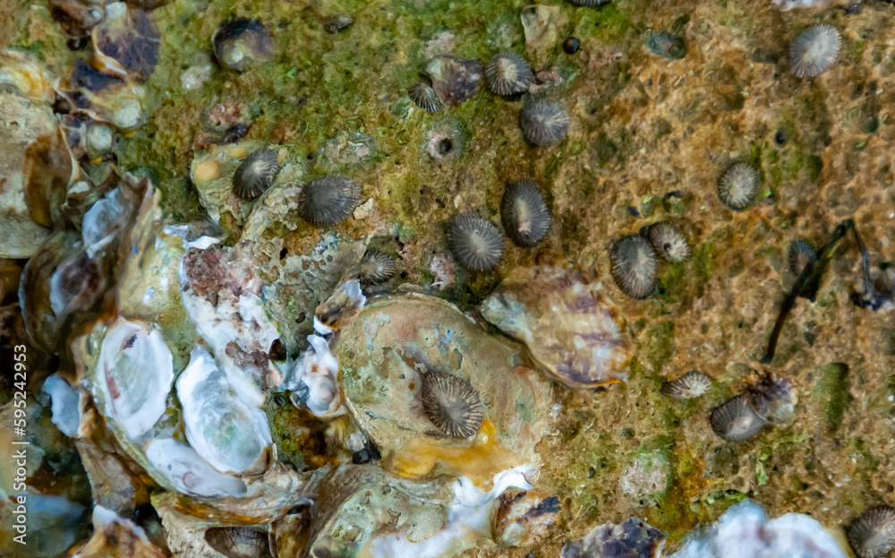 Wild oysters on rocks and piers near the shore in the Gulf of Mexico, Florida Wild oysters on rocks and piers near the shore in the Gulf of Mexico, Florida