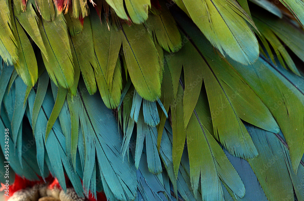 Obraz premium インコの羽