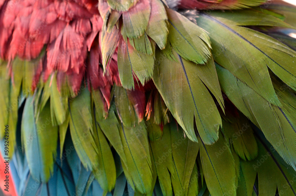 Obraz premium インコの羽