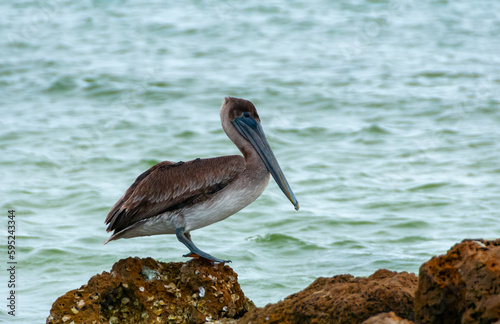 Brown Pelican (Pelecanus occidentalis), an adult bird resting on a rock in the Gulf of Mexico, Florida