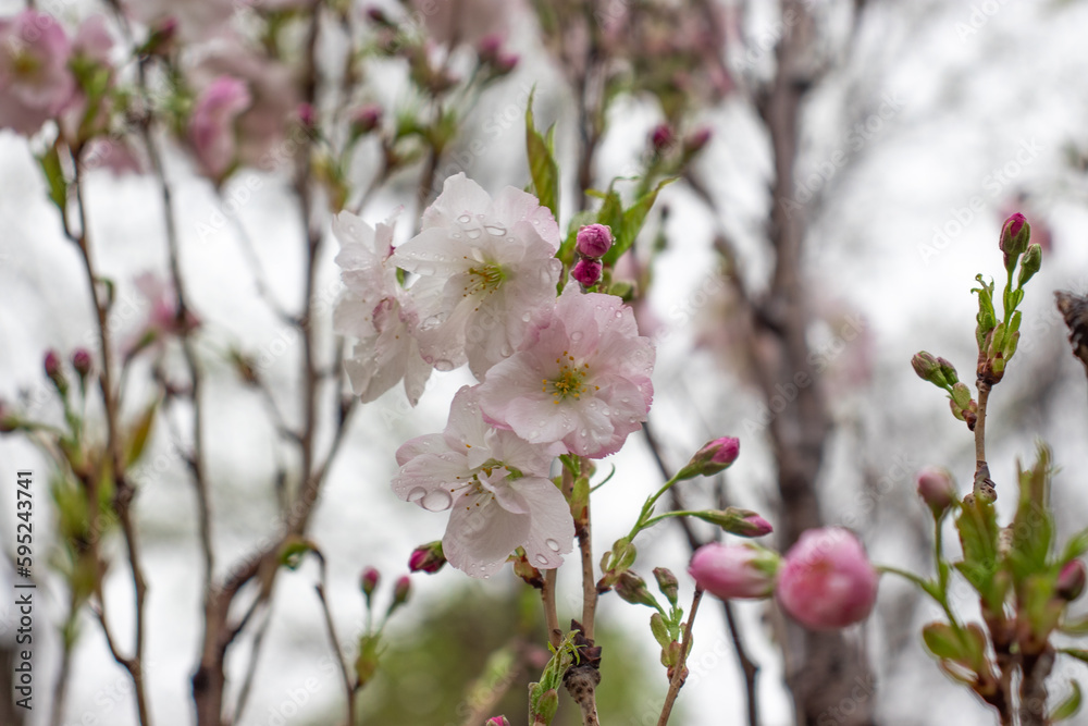 Close up pink sakura flower in the rain concept photo. Photography with blurred background. Close up pink sakura flower in the rain concept photo. Photography with blurred background.