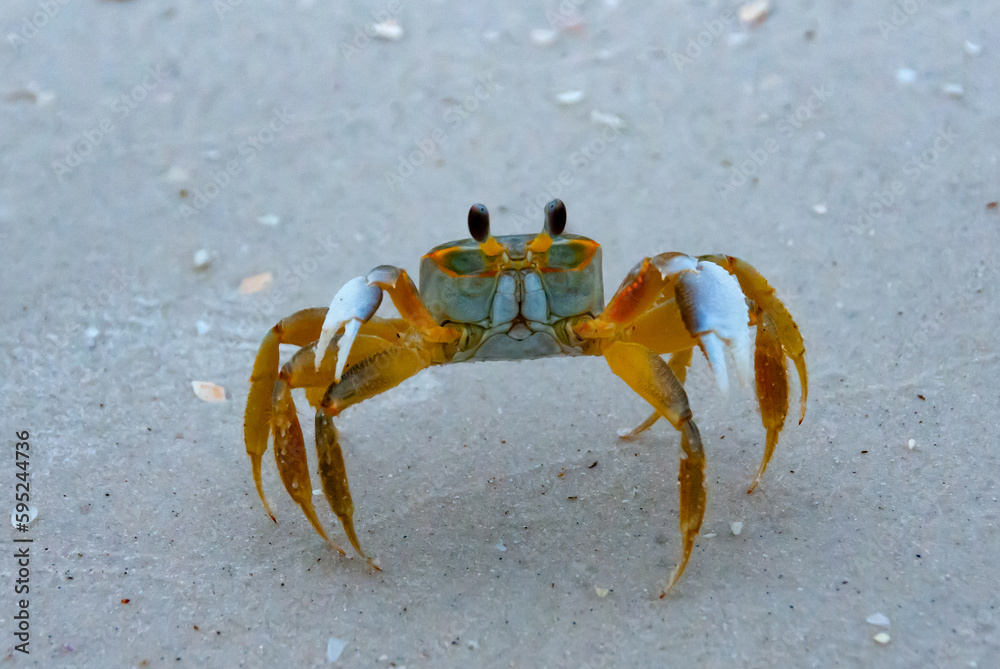 Atlantic ghost crab (Ocypode quadrata) at the ocean beach, Florida USA Atlantic ghost crab (Ocypode quadrata) at the ocean beach, Florida USA