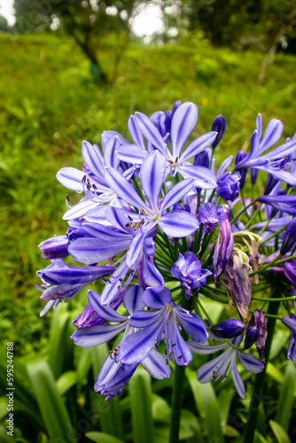 Experience the beauty of Agapanthus praecox - a stunning flowering plant with vibrant blue blooms and lush green foliage  perfect for brightening up any garden or floral arrangement