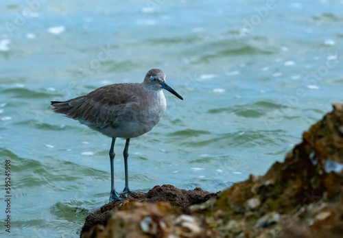 A long-billed sandpiper looking for food on the shore in the Gulf of Mexico, Florida