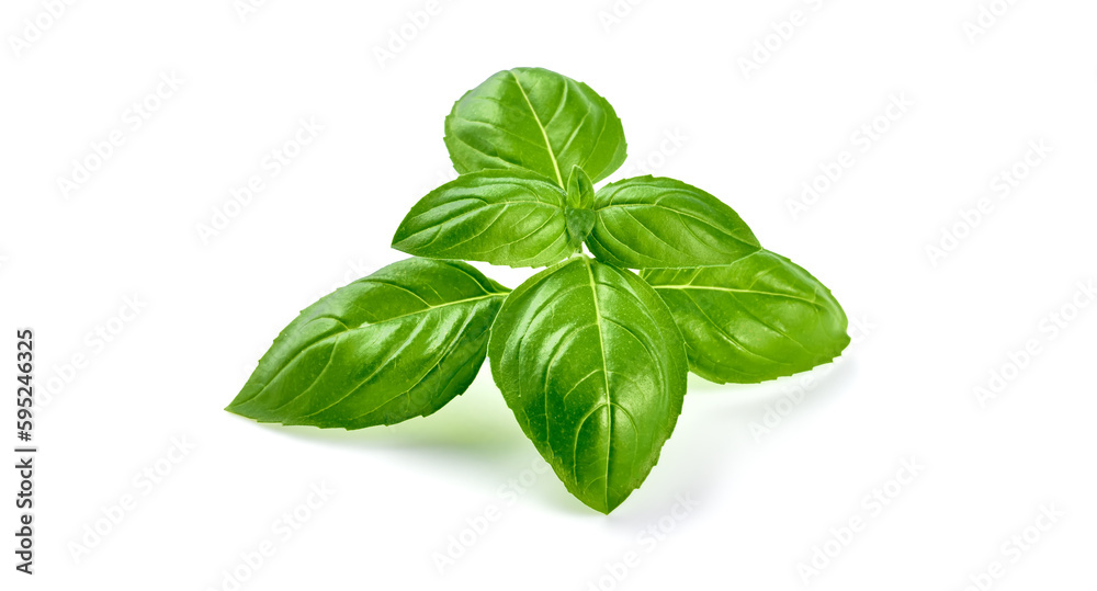 Fresh basil leaves, close-up, isolated on white background.