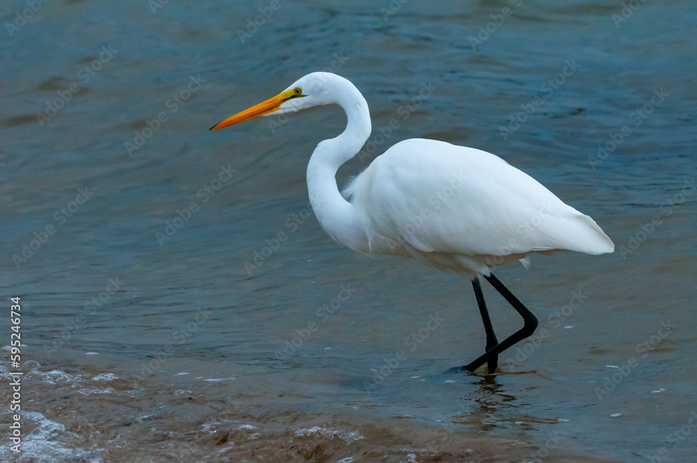 The bird hunts in shallow water, A Great Egret (Ardea alba), Florida The bird hunts in shallow water, A Great Egret (Ardea alba), Florida