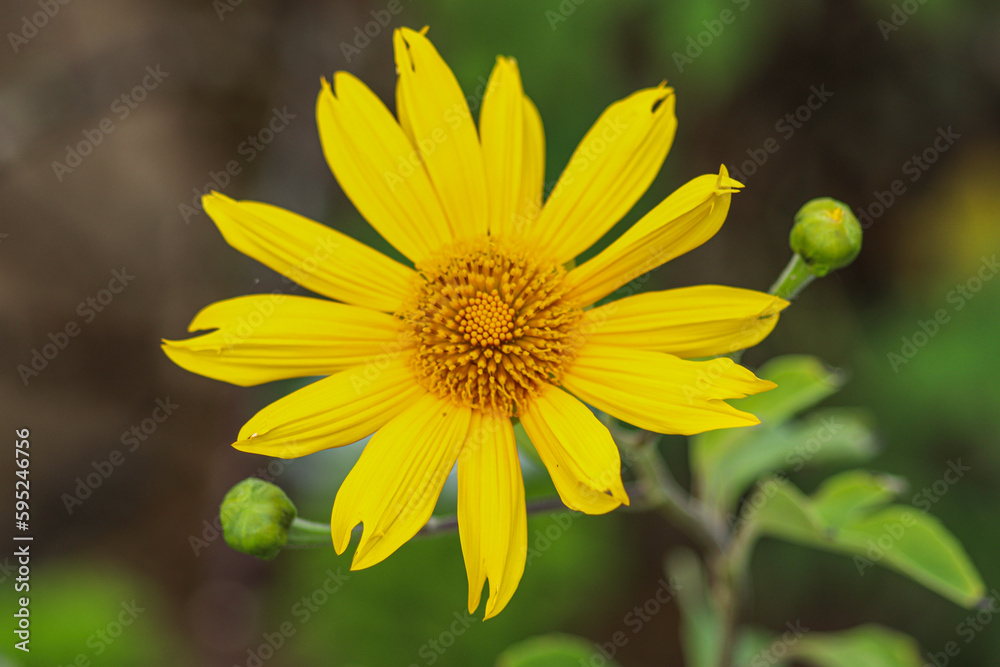 Fototapeta premium Tithonia diversifolia