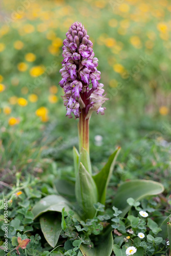 Wild orchids close-up (Barlia robertiana or Himantoglossum robertianum). photo