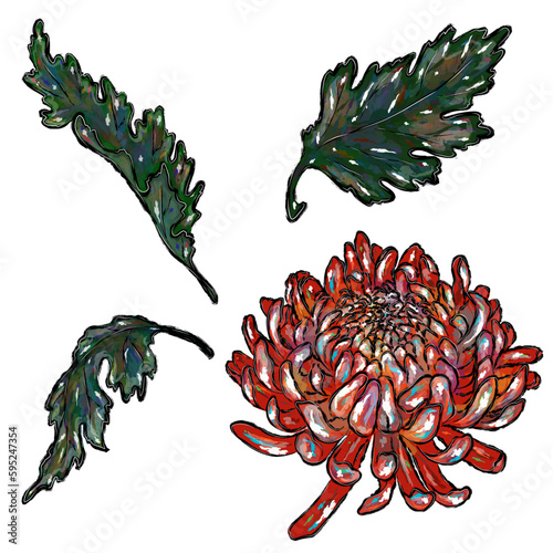 Fototapeta Naklejka Na Ścianę i Meble -  Bright lush chrysanthemum with leaves, grunge colored texture on petals and leaves, torn edge stroke, vector set, floral clipart