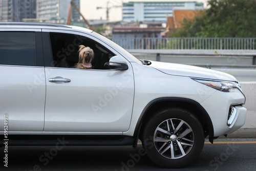 Small cute dog looking out from a window of a white SUV car on a road