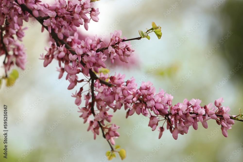 pink cercis blossom