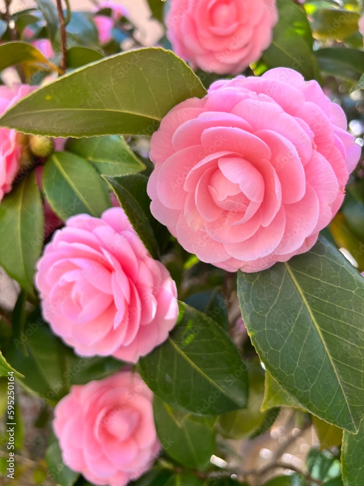 Close up pink camellia flowers blooming in the garden Close up pink camellia flowers blooming in the garden