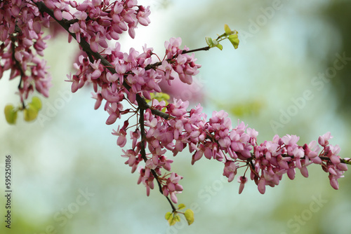pink cercis blossom