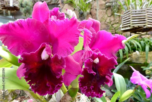 A Pink Cattleya Lueddemanniana Orchid. Chicago, Illinois, USA.  photo