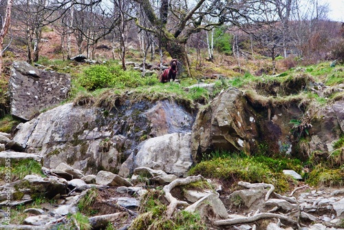 Photography dog hiking and scrambling through trees and rocks