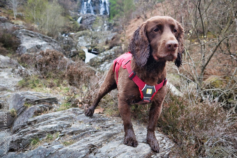working cocker spaniel dog hiking in harness with waterfall 