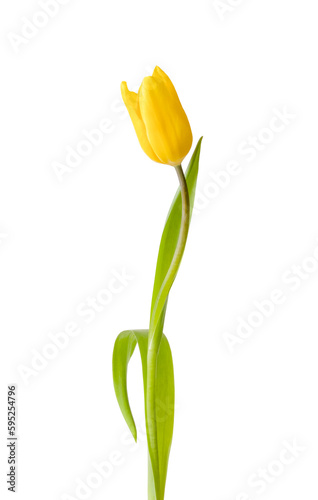 Yellow tulip, flower isolated on a white background. Copy space
