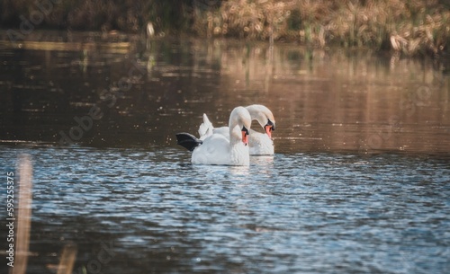 White mute swans floating in a tranquil lake in spring