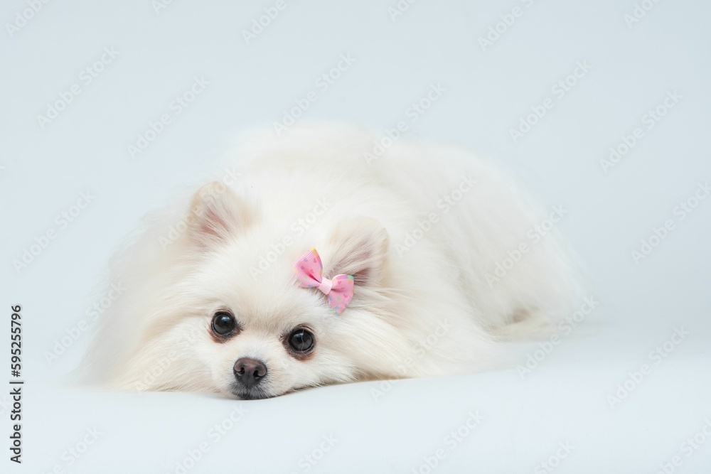 Adorable Spitz dog wearing a decorative bow lying on white surface and looking at the camera
