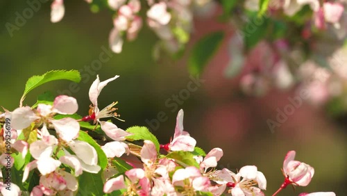 4K video of white and pink apple blossom with branches swaying in the breeze. Selective focus on a small cluster of dainty flowers with the remaining branches in bokeh. Spring time nature background. photo