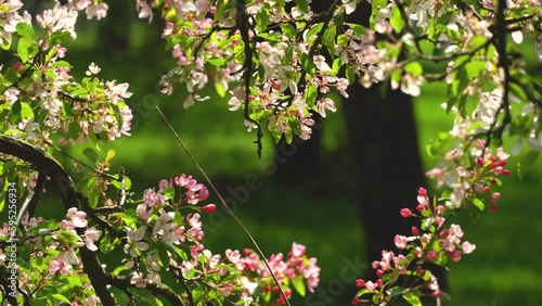 4K video of white and pink apple blossom with branches swaying in the breeze. Selective focus on a small cluster of dainty flowers with the remaining branches in bokeh. Spring time nature background. photo