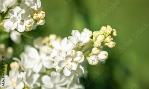 White flowers of spring blooming lilac close up. Natural spring image. Selective focus.
