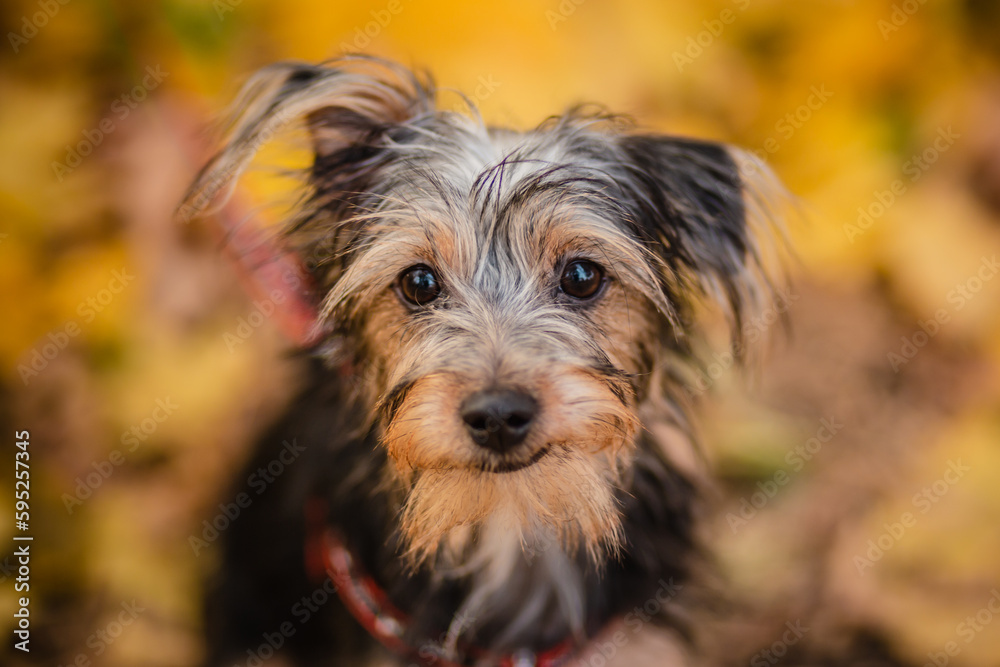 Black dog mestizo yorkshire terrier and toy terrier among autumn leaves. Black dog mestizo yorkshire terrier and toy terrier among autumn leaves.