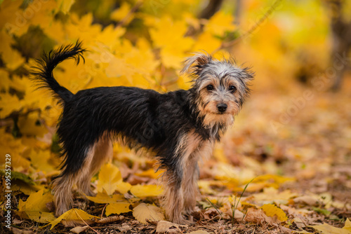 Black dog mestizo yorkshire terrier and toy terrier among autumn leaves.