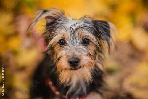 Black dog mestizo yorkshire terrier and toy terrier among autumn leaves.