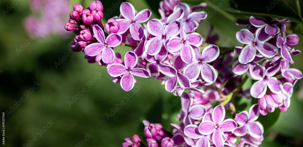 Naklejka premium Pink with white edging spring blooming lilac flowers. Banner. Copy space. Selective focus.