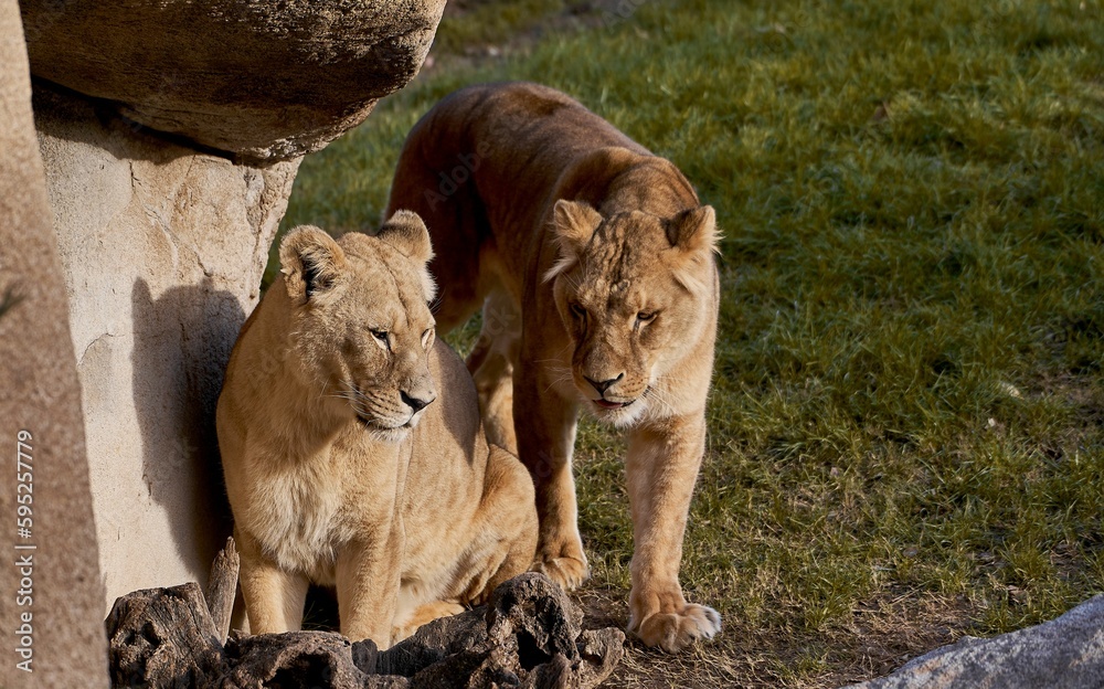 Majestic African lions basking in the sun while lounging in a grassy field Majestic African lions basking in the sun while lounging in a grassy field