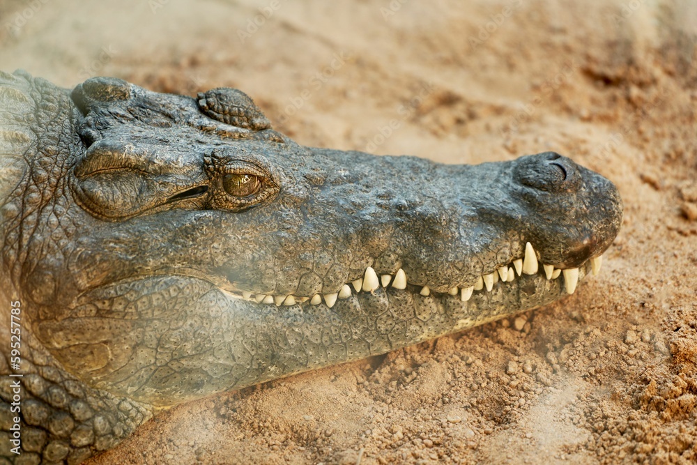 Fototapeta premium Large crocodile resting on the ground with its head raised up, facing forward