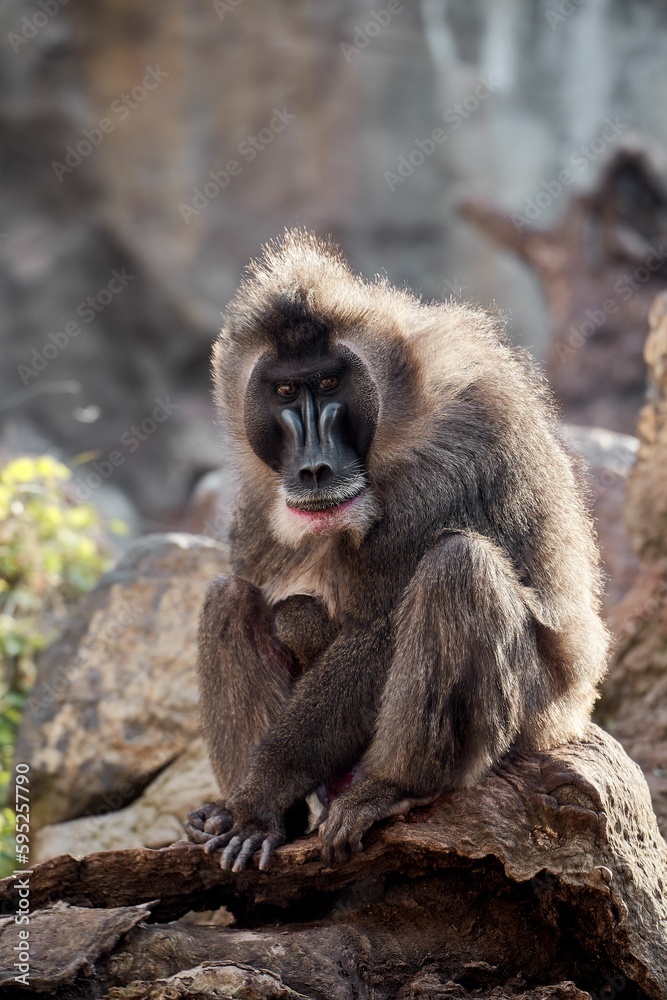 Fototapeta premium Drill monkey perched atop a large grey rock in an outdoor setting, overlooking a riverbank