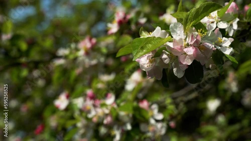 4K video of white and pink apple blossom with branches swaying in the breeze. Selective focus on a small cluster of dainty flowers with the remaining branches in bokeh. Spring time nature background. photo