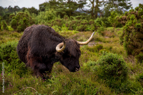 Highland cow grazing on heather and gorse on Hindhead Common photo