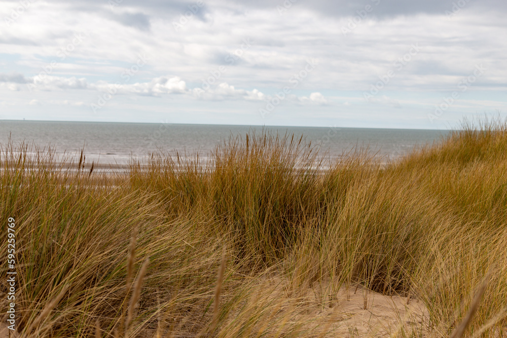 sand dunes and grass sand dunes and grass