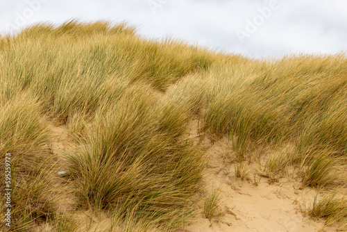 sand dunes and grass photo