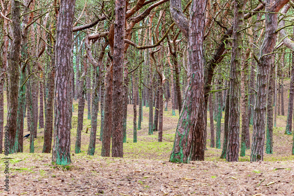 Obraz premium spring in the forest