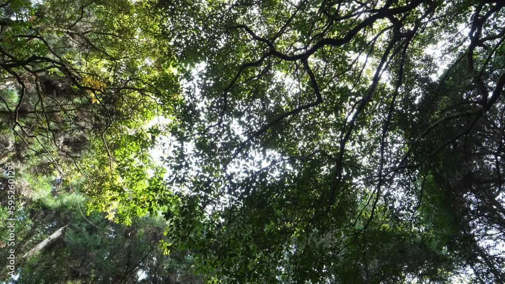 In the forest, looking up, a landscape with many trees In the forest, looking up, a landscape with many trees