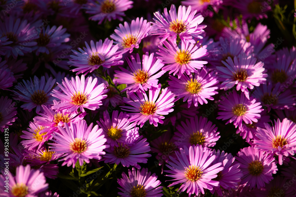 aster chrysanthemum flowers aster chrysanthemum flowers