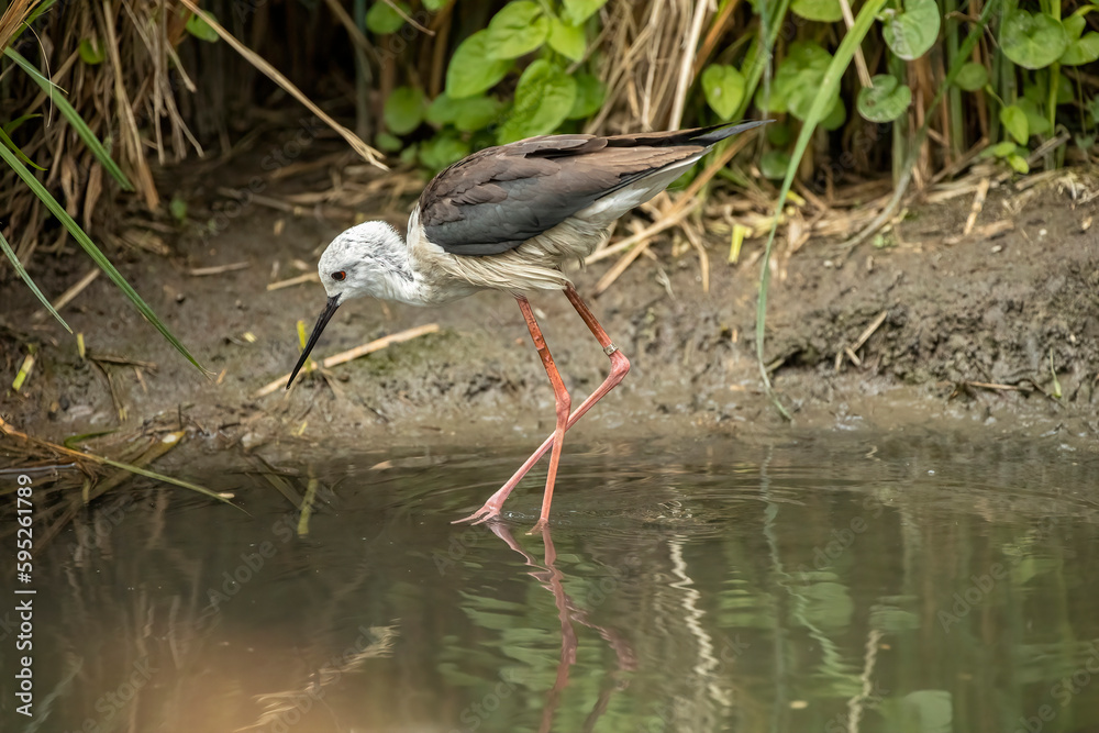 Black-winged stilt Black-winged stilt