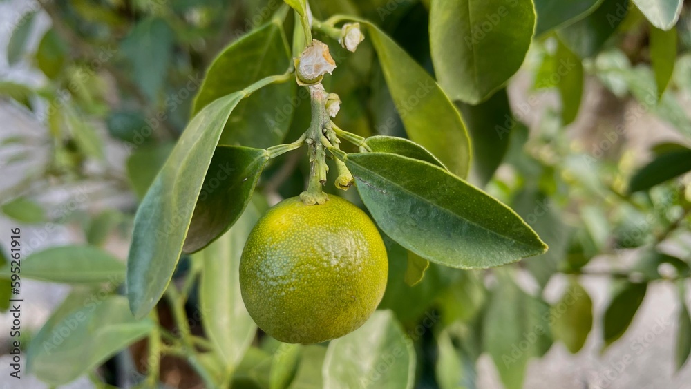 Small Green Lime with its leaves hanging on the branch of lime tree. Green Yellowish colot.