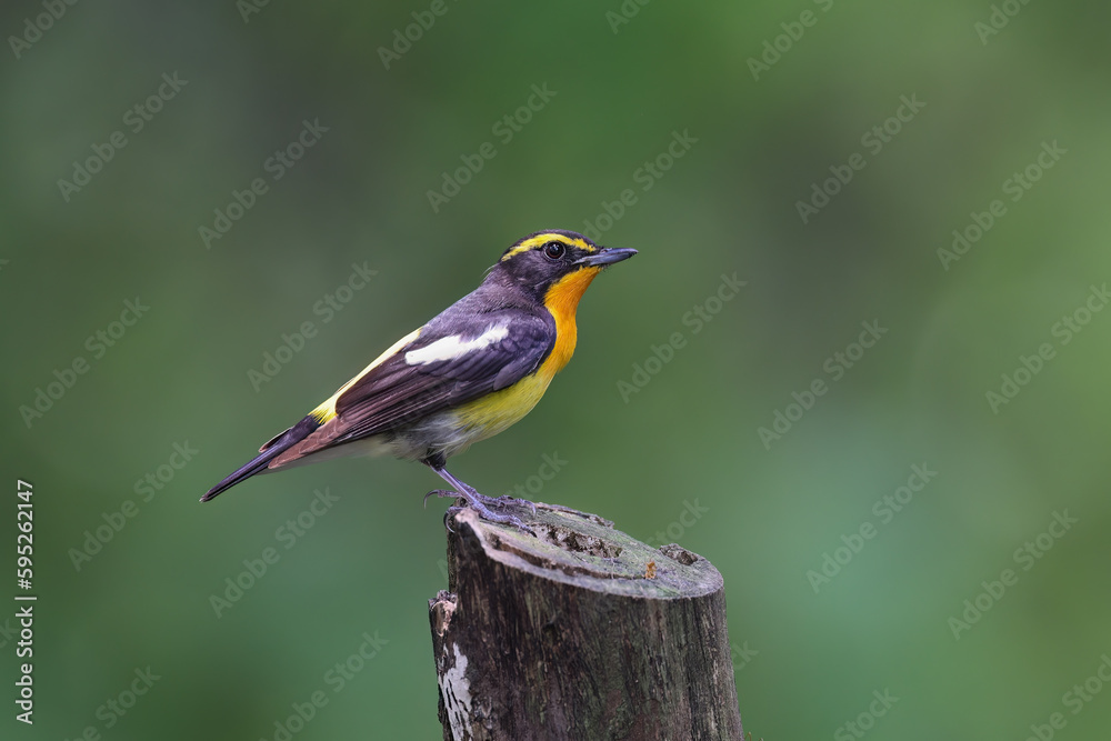 Obraz premium Beautiful narcissus flycatcher bird perched on a branch in tropical forest.
