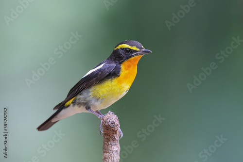 Beautiful narcissus flycatcher bird perched on a branch in tropical forest. © Thongtawat