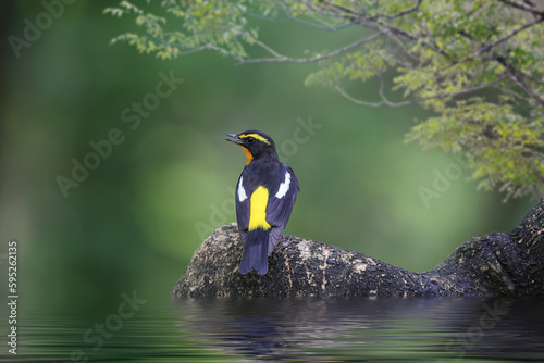 Beautiful narcissus flycatcher bird perched on a branch in tropical forest.