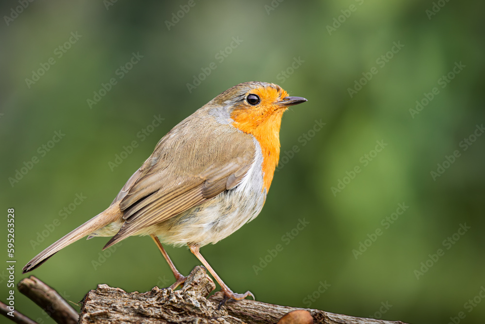 A close up of a single robin on a branch A close up of a single robin on a branch