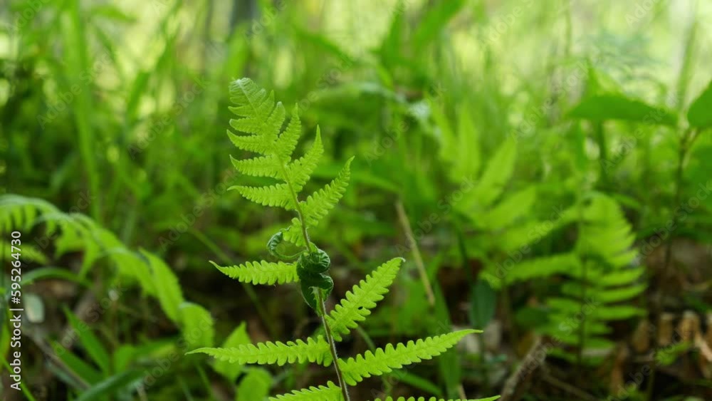 In the forest, beautiful green ferns sway in the wind. In the forest, beautiful green ferns sway in the wind.