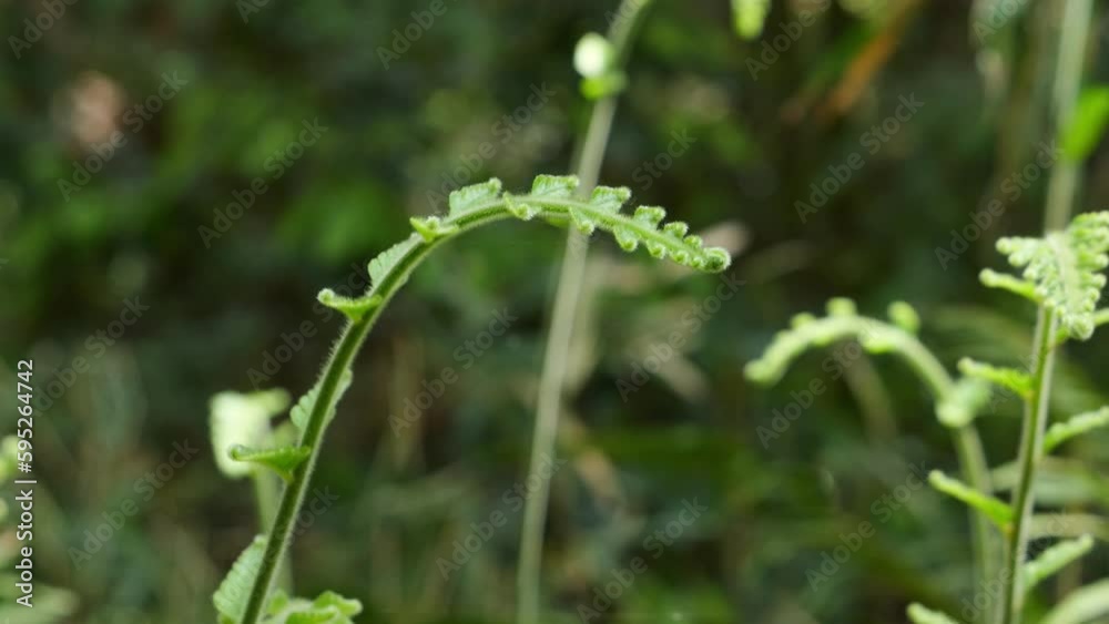 In the forest, beautiful green ferns sway in the wind. In the forest, beautiful green ferns sway in the wind.