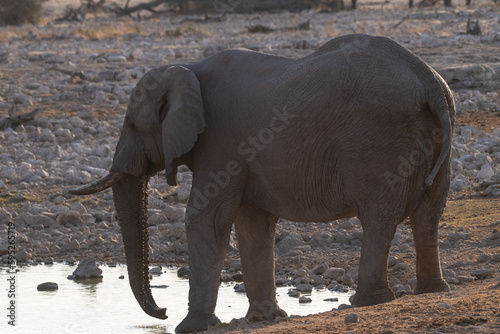 Telephoto shot of a herd of African Elephant -Loxodonta Africana- taking a bath in a waterhole in Etosha national Park.